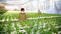 Ngân hàng “rót” vốn cho nông nghiệp: Từ hỗ trợ sản xuất đến xuất khẩu