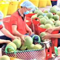 8 tháng năm 2025, Việt Nam xuất siêu nông, lâm, thủy sản đạt hơn 13 tỷ USD