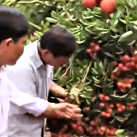 Truy xuất nguồn gốc giúp nông sản Bắc Ninh mở cửa thị trường