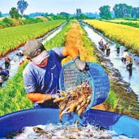 Cà Mau: Đột phá từ mô hình nông nghiệp ứng dụng công nghệ cao