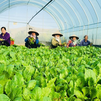 Sửa đổi Luật Thuế giá trị gia tăng để tháo gỡ bất cập, thúc đẩy sản xuất nông nghiệp Sửa đổi Luật Thuế giá trị gia tăng để tháo gỡ bất cập, thúc đẩy sản xuất nông nghiệp