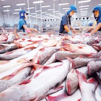 Thương mại Việt Nam - Mexico tăng tốc nhờ CPTPP Thương mại Việt Nam - Mexico tăng tốc nhờ CPTPP