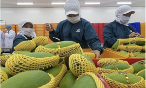 Hiệp định RCEP: Cơ hội để doanh nghiệp Việt tham gia sâu vào chuỗi cung ứng