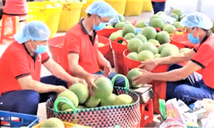 8 tháng năm 2025, Việt Nam xuất siêu nông, lâm, thủy sản đạt hơn 13 tỷ USD