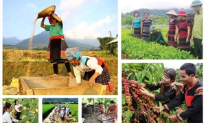 Đồng bộ cơ chế hỗ trợ phát triển sản xuất trong các chương trình mục tiêu quốc gia