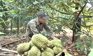 Đắk Lắk hướng tới nền kinh tế xanh, bền vững