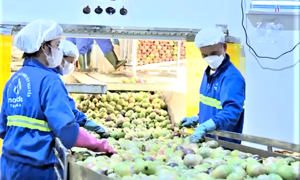 Chanh leo Việt Nam hướng đến ngành hàng xuất khẩu tỷ đô Chanh leo Việt Nam hướng đến ngành hàng xuất khẩu tỷ đô