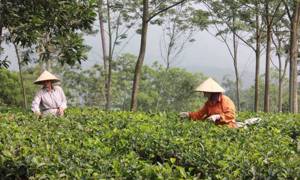 Định vị giai đoạn chuyển đổi: Từ thoát nghèo sang mô hình tăng trưởng dựa trên sáng tạo