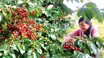 Doanh nghiệp gặp khó khăn trong việc cấp giấy chứng nhận xuất khẩu