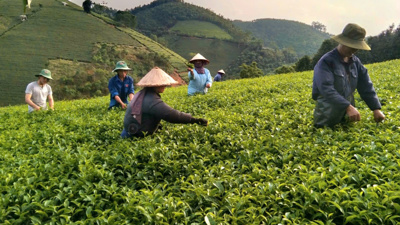 Tháo gỡ khó khăn trong sắp xếp lại hoạt động của các công ty nông, lâm nghiệp