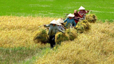 Đơn giản hóa thủ tục, tạo thuận lợi cho người dân trong miễn thuế sử dụng đất nông nghiệp