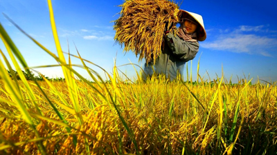 EMAGAZINE: Gạo Việt Nam vươn lên vị trí số 2 thế giới: Hành trình từ đồng ruộng đến bàn ăn toàn cầu