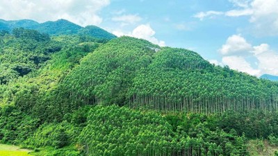 Cho phép chuyển nhượng 1 triệu tấn CO2 vùng Bắc Trung Bộ