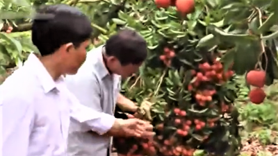 Truy xuất nguồn gốc giúp nông sản Bắc Ninh mở cửa thị trường
