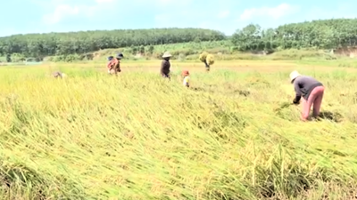 Gia Lai chuyển đổi 38.500 ha cây trồng kém hiệu quả