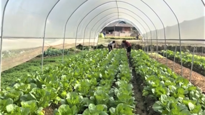 Nông nghiệp Điện Biên tập trung sản xuất, phấn đấu đạt kế hoạch năm 2025