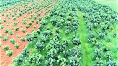 Sơn La tập trung phát triển chế biến nâng tầm thương hiệu nông sản