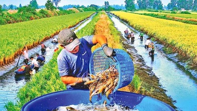 Cà Mau: Đột phá từ mô hình nông nghiệp ứng dụng công nghệ cao