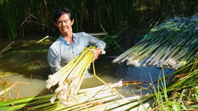 Cà Mau tạo sinh kế bền vững để người dân thoát nghèo