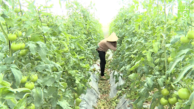 Ngành trồng trọt sẽ đóng vai trò then chốt trong chuyển đổi xanh nông nghiệp Việt Nam đến năm 2050