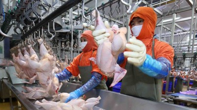 Xuất khẩu sản phẩm chăn nuôi có bước tiến rõ rệt