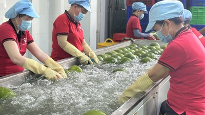 Gắn kết mục tiêu kinh tế và môi trường giữa EU và Việt Nam Gắn kết mục tiêu kinh tế và môi trường giữa EU và Việt Nam