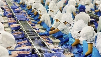 TP. Hồ Chí Minh: Cao điểm chống khai thác IUU TP. Hồ Chí Minh: Cao điểm chống khai thác IUU