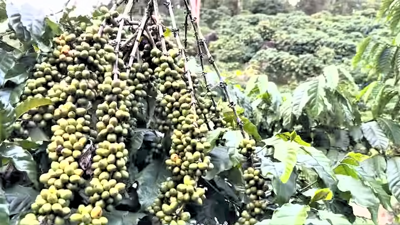 Lâm Đồng: Hai dòng cà phê chủ lực được cấp chỉ dẫn địa lý quốc gia