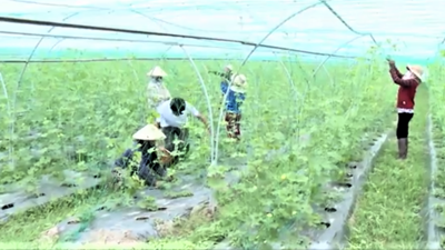 Đà Nẵng thúc đẩy thu hút đầu tư vào lĩnh vực nông nghiệp