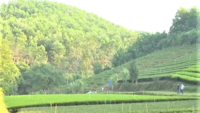Thái Nguyên hướng tới lâm nghiệp xanh, có trách nhiệm