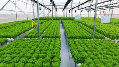 Doanh nghiệp nông nghiệp chuyển mình trước triển vọng tăng trưởng ngành nông nghiệp công nghệ cao 