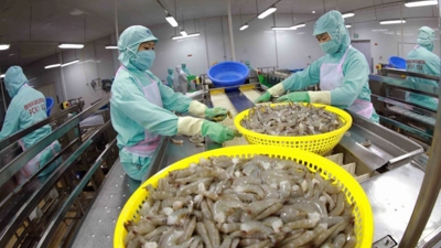 Quý IV, kim ngạch xuất khẩu tôm Việt Nam có thể duy trì ở mức 1 tỷ USD Quý IV, kim ngạch xuất khẩu tôm Việt Nam có thể duy trì ở mức 1 tỷ USD