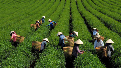 Hợp nhất ba Chương trình mục tiêu quốc gia Hợp nhất ba Chương trình mục tiêu quốc gia