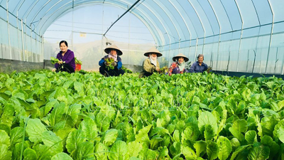Sửa đổi Luật Thuế giá trị gia tăng để tháo gỡ bất cập, thúc đẩy sản xuất nông nghiệp Sửa đổi Luật Thuế giá trị gia tăng để tháo gỡ bất cập, thúc đẩy sản xuất nông nghiệp