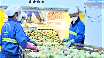 Chanh leo Việt Nam hướng đến ngành hàng xuất khẩu tỷ đô Chanh leo Việt Nam hướng đến ngành hàng xuất khẩu tỷ đô