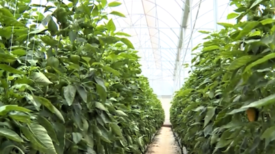 Khôi phục “sức khỏe đất” - Nhiệm vụ cấp thiết cho kinh tế nông nghiệp phát triển bền vững