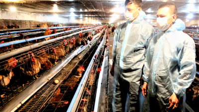 Bắc Ninh ứng dụng tiến bộ khoa học kỹ thuật, phát triển chăn nuôi theo hướng bền vững, hiện đại Bắc Ninh ứng dụng tiến bộ khoa học kỹ thuật, phát triển chăn nuôi theo hướng bền vững, hiện đại