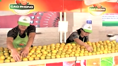 Phú Thọ phát triển vùng cây ăn quả đặc sản theo hướng nông nghiệp xanh, bền vững Phú Thọ phát triển vùng cây ăn quả đặc sản theo hướng nông nghiệp xanh, bền vững