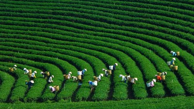 Doanh nghiệp Hàn Quốc quan tâm đến phát triển nông nghiệp xanh tại Việt Nam