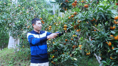 EMAGAZINE: Gương sáng vượt khó, làm giàu từ những cây cam EMAGAZINE: Gương sáng vượt khó, làm giàu từ những cây cam