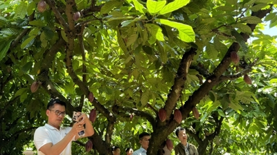 Đồng Nai: Năm giải pháp trọng tâm hướng tới giảm nghèo bền vững Đồng Nai: Năm giải pháp trọng tâm hướng tới giảm nghèo bền vững