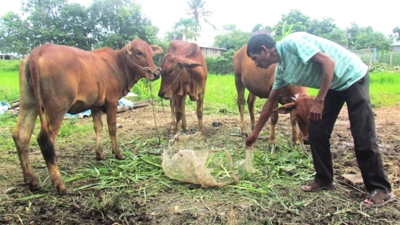 INFOGRAPHIC: Đồng Nai: Một số kết quả đạt được trong triển khai Chương trình giảm nghèo bền vững giai đoạn 2021–2025 INFOGRAPHIC: Đồng Nai: Một số kết quả đạt được trong triển khai Chương trình giảm nghèo bền vững giai đoạn 2021–2025