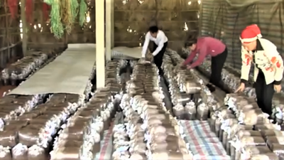 Lào Cai: Đẩy mạnh phát triển hợp tác xã nông nghiệp gắn với tái cơ cấu ngành nông nghiệp Lào Cai: Đẩy mạnh phát triển hợp tác xã nông nghiệp gắn với tái cơ cấu ngành nông nghiệp