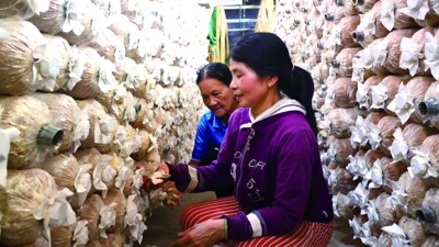 Quảng Ngãi phấn đấu đến năm 2030 cơ bản không còn hộ nghèo