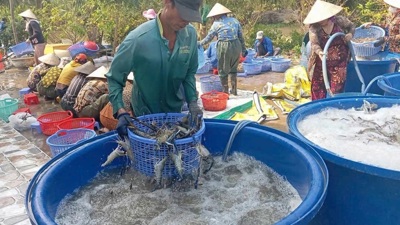 Lan tỏa mô hình giảm nghèo bền vững, nhân rộng sinh kế hiệu quả tại Cà Mau