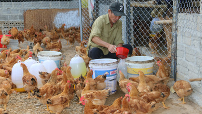 Nhiều giải pháp nâng cao đời sống kinh tế của đồng bào dân tộc thiểu số tỉnh Sơn La