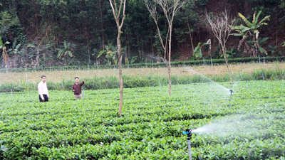 Tuyên Quang: Phát huy hiệu quả tín dụng chính sách, thúc đẩy giảm nghèo bền vững