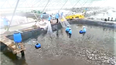 Cà Mau phát huy lợi thế hướng tới trung tâm thủy sản quốc gia