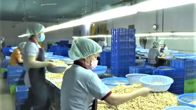 Ngành điều Việt Nam: Dẫn đầu thế giới nhưng đối mặt nhiều thách thức lớn