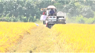 Liên kết chuỗi giá trị: “Trục xoay” tái cơ cấu nông nghiệp Việt Nam